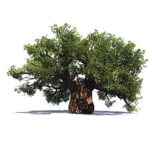 Gamle kunstige Ficus træ