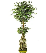 Kunstige Ficus Hawaiian træ