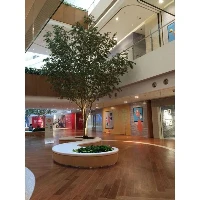 Næsten naturlige Ficus træ
